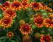 Gaillardia Sun Devil