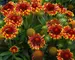 Gaillardia Sun Devil