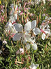 Gaura Silver Fountain