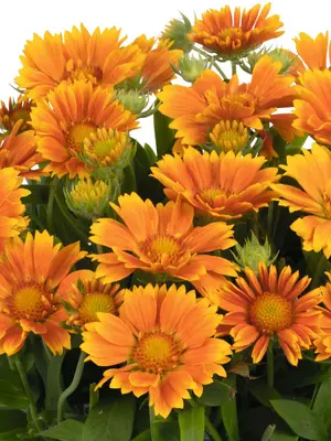 Link to Gaillardia Spintop Mango