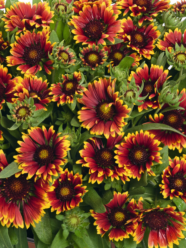 Gaillardia Spintop Orange Halo