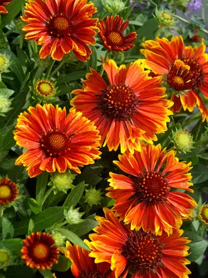 Link to Gaillardia Spintop&#153;  Yellow Touch