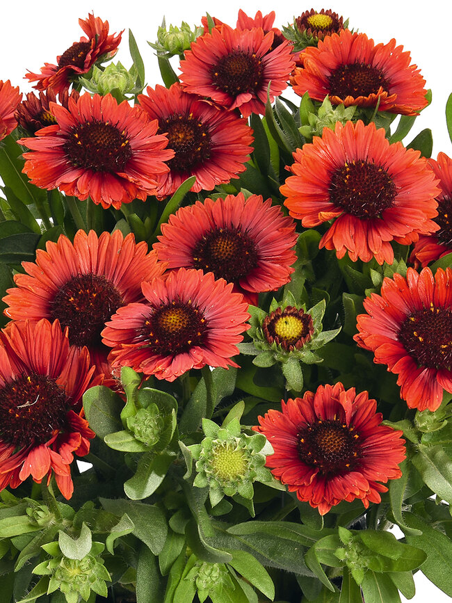 Gaillardia SpinTop Red | Bluestone