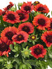 Gaillardia Spintop Red