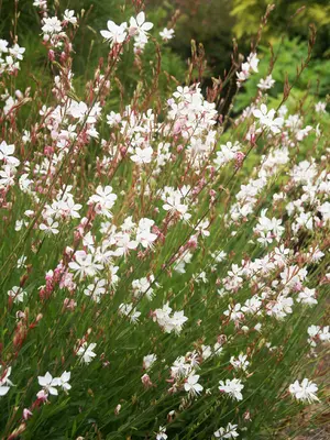 Link to Gaura Whirling Butterflies