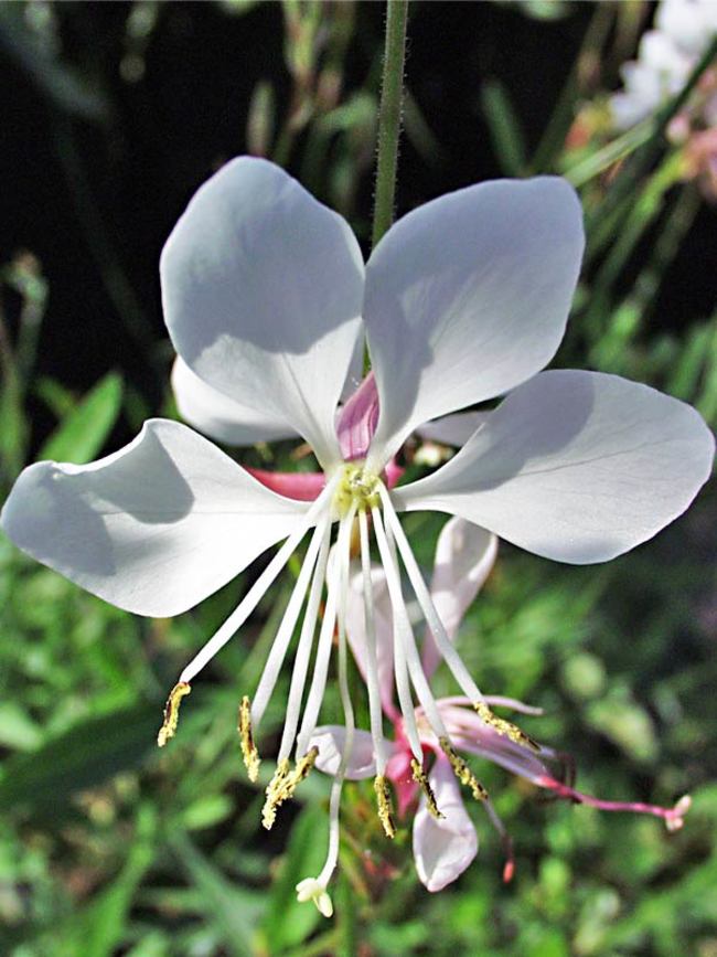 Gaura Whirling Butterflies Bluestone Perennials