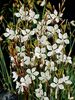 Gaura Whirling-Butterflies