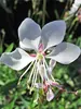 Gaura Whirling-Butterflies