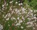 Gaura Whirling-Butterflies