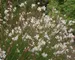 Gaura Whirling-Butterflies