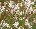 Gaura Whirling-Butterflies