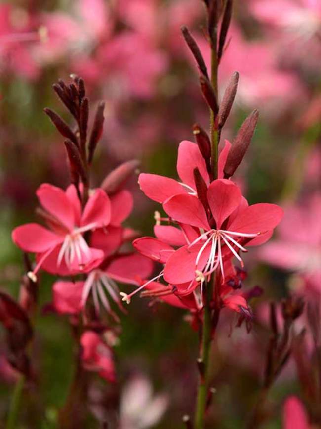 Gaura Whiskers Deep Rose