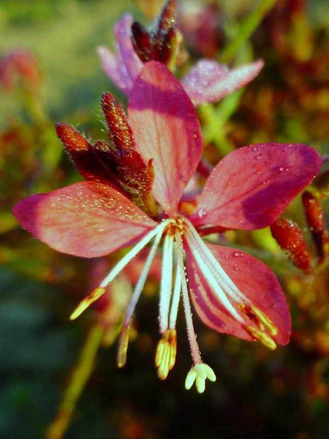 Gaura Whiskers Deep Rose -- Bluestone Perennials