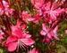 Gaura Whiskers Deep Rose