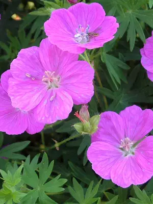 Link to Geranium Alpenglow