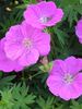 Geranium Alpenglow