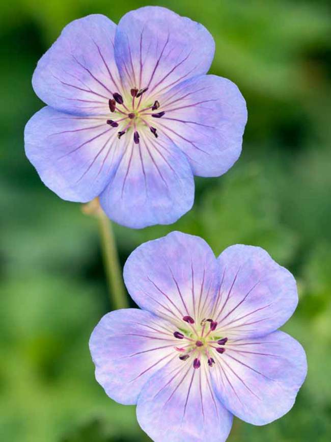 Hayloft Geranium Azure Skies 1 x 9cm Pot Blue Flowering