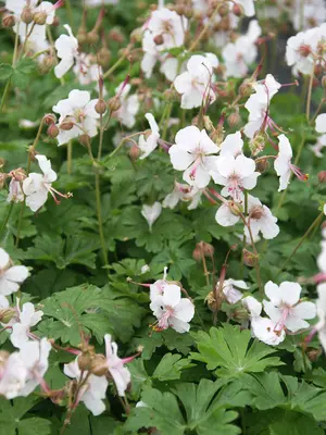 Link to Geranium Biokovo