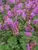 Geranium Biokovo-Karmina