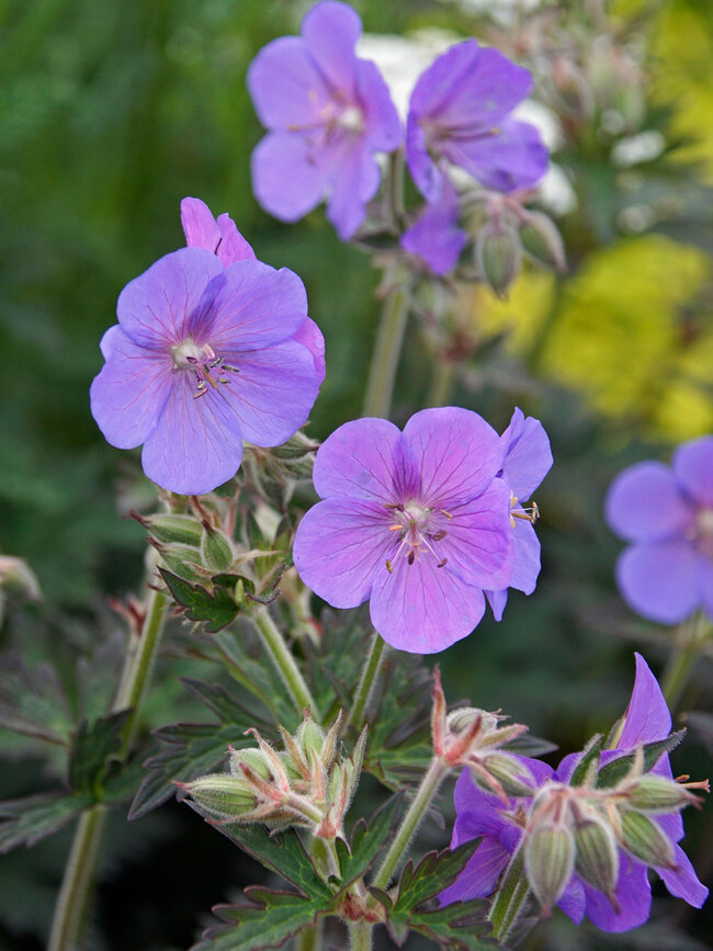 Geranium Boom Chocolatta