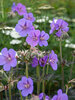 Geranium Boom Chocolatta