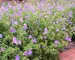 Geranium Brookside