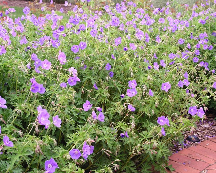 Geranium Brookside | Bluestone Perennials