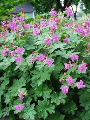 Link to Geranium Bevan&#39;s Variety