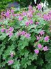 Geranium Bevans-Variety