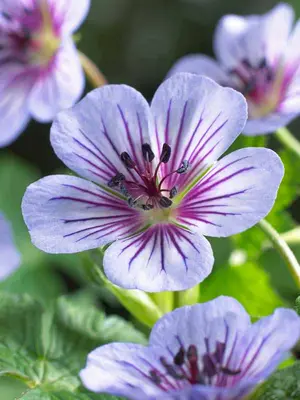 Link to Geranium Crystal Lake