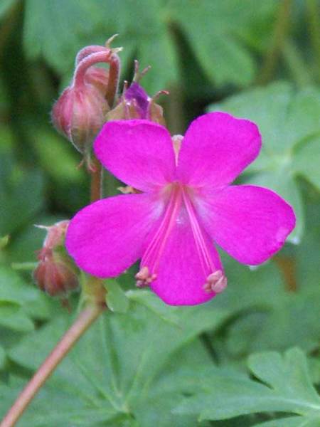 Product Viewer - Geranium Crystal Rose