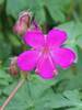 Geranium Crystal Rose