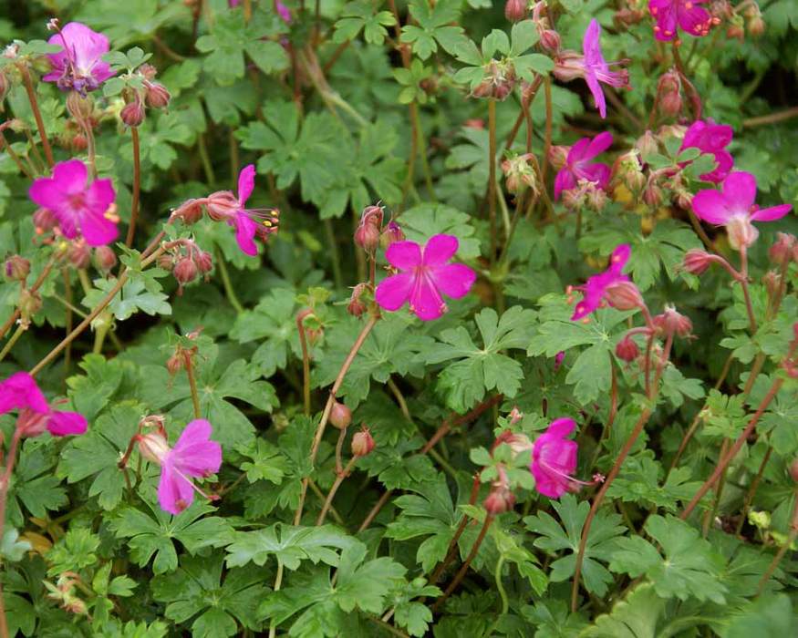 Geranium Crystal Rose Bluestone Perennials