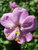 Geranium Dalmaticum