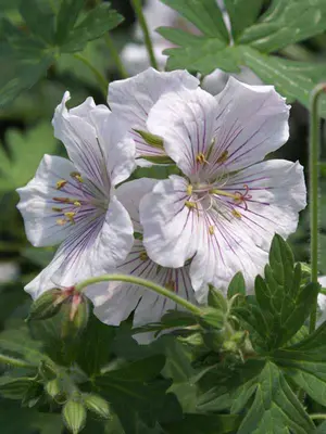 Link to Geranium Derrick Cook