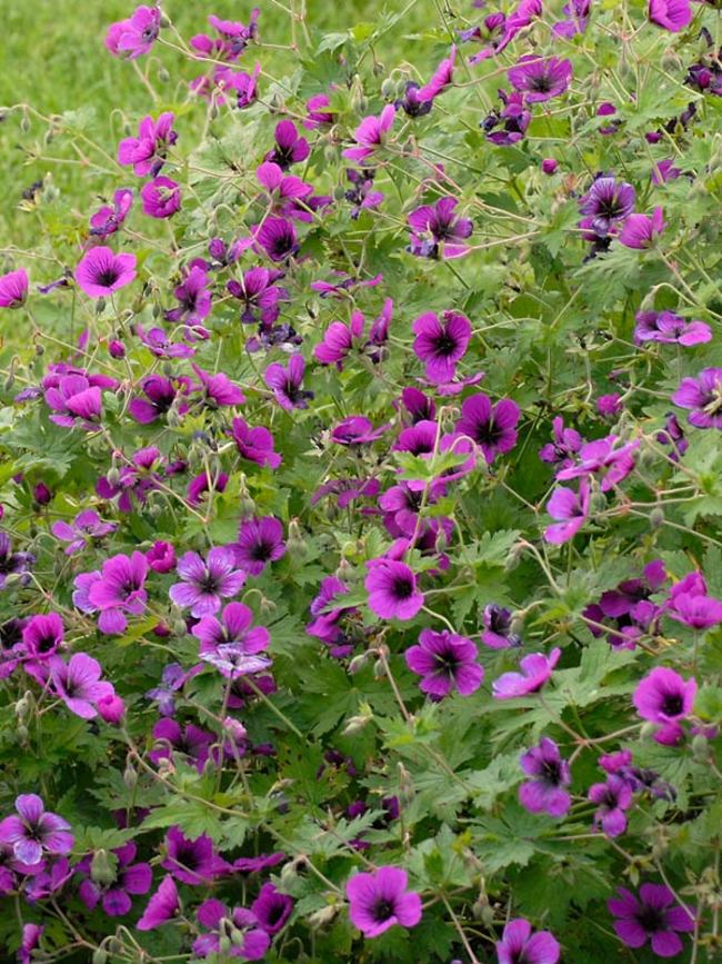 Geranium Dragon Heart