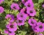 Geranium Dragon Heart