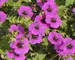 Geranium Dragon Heart
