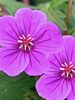 Geranium Dilys