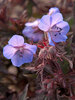 Geranium Dark Reider