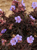 Geranium Dark Reider