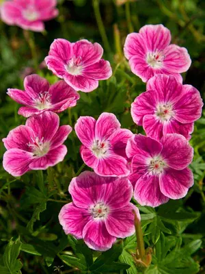 Link to Geranium Elke