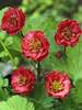 Geum Flames Of Passion