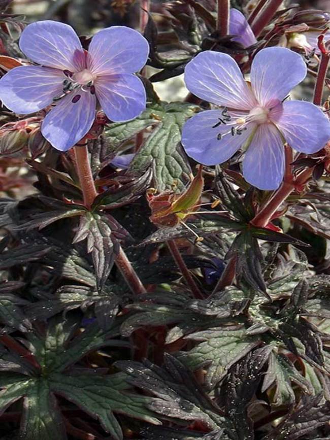 Geranium Hocus Pocus