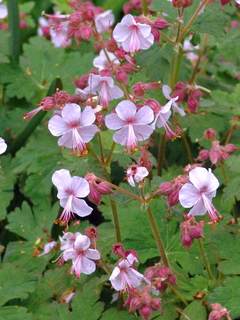 Geranium