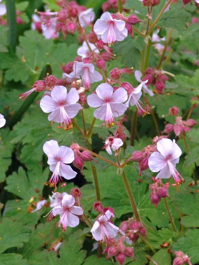 Geranium Ingwersens-Variety