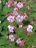 Geranium Ingwersens-Variety
