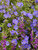 Geranium Johnsons Blue