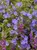 Geranium Johnsons Blue
