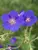 Geranium Johnsons Blue